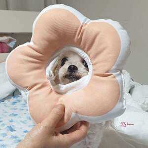 꽃피는 m 강아지 쿠션 핑크 넥카라 고양이ijk621