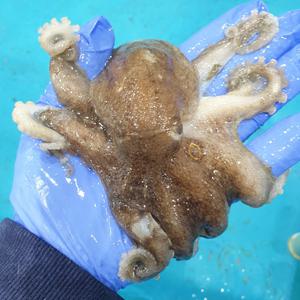 서해안 알배기 활 주꾸미 제철 알 쭈꾸미 자연산