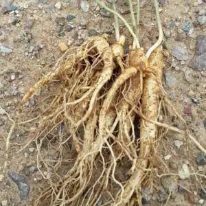 국내산 친환경 무농약 유기농 스타 인삼 5년근 6년근 500g 국무총리상 수상