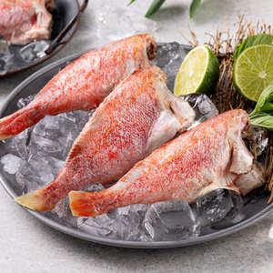 손질 냉동 열기 볼락 1kg(8-12미) 외