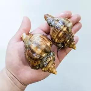 T_[오늘의바다] 삐뚤이소라 1kg