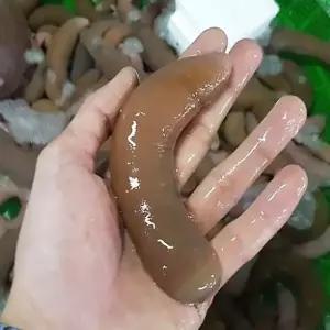 연안 생물 활 개불 10미 횟감