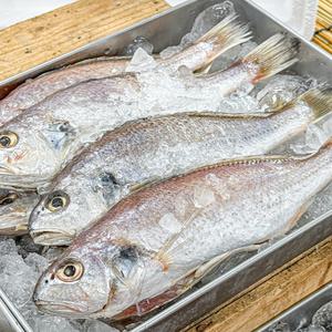 청결 건조! 국내산 반건조 남해 백조기 대사이즈 2미(총 350g 내외)