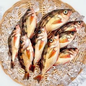 독도 프리미엄 손질 불볼락 열기 1kg