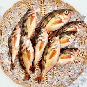 독도 프리미엄 손질 불볼락 열기 1kg