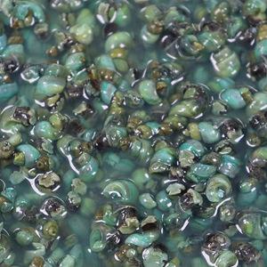 올갱이 깐 다슬기 더블 1박스