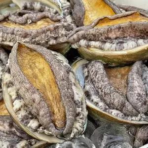 완도 활전복 1kg 대