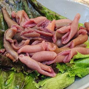 횟감 개불 제철 10마리