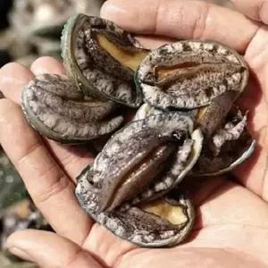 완도 활전복 꼬마전복 1kg