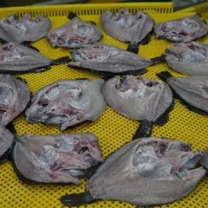 자연산 손질 반건조 우럭 6마리 900g 할복 반건조 생선