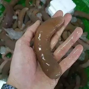 중국산 개불 10미