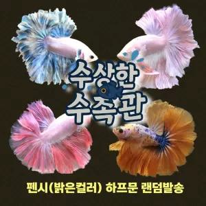 [수상한수족관] [하프문베타 ] 팬시(밝은컬러) 하프문 베타 수컷/ 1마리 /색상 랜덤발송