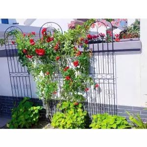 장미넝쿨 지지대 콩 오이 호박 수세미 덩굴 50x120