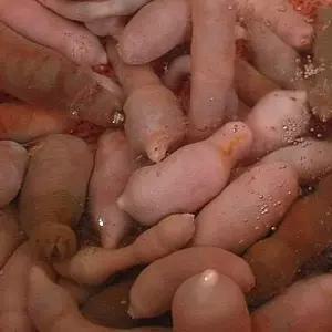 [지투지샵]활 개불 10미