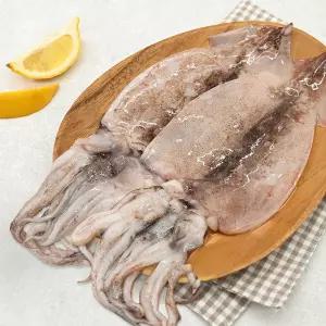 바로굽고 동해안 손질 오징어 생물 냉동 초코 물 오징어 국내산 1kg