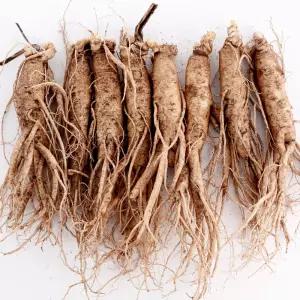 (세척)인삼수삼 오쿠홍삼용 원수삼 대 8뿌리내외