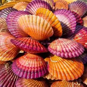 [당일조업] 제철 국내산 홍가리비 1kg(17미 내외)