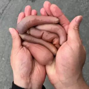 제철 활 개불 10마리 미끼용 횟감