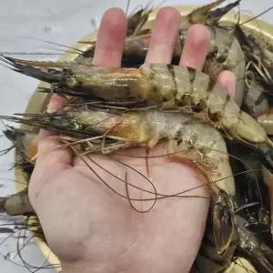 연안 급냉 자연산 대하 1kg