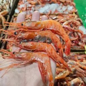 횟감용 급냉 아미애비 단새우 1kg 50-60미