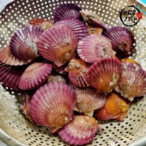 미각기행 홍가리비 1kg(20-25미 내외)