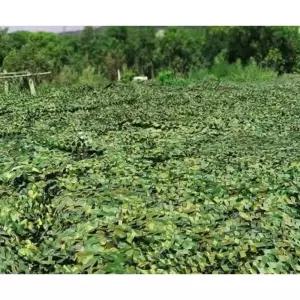 위장막 차양막 군 사막 특대형 사냥 타프어닝 10m 디지털위장망