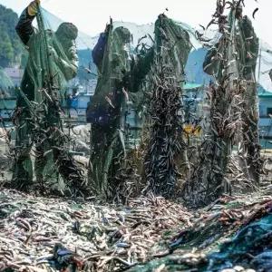 국내산 남도 멸치젓 1kg