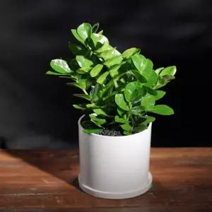 금전수 보석금전수 녹보수 스노우사파이어 승진 영전 개업 집들이 축하화분배달 윤스가든