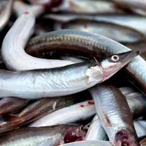 생물 양미리 1kg 30미 내외