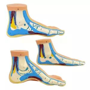 인체모형 뼈 신경 골격 근육 해부학 11 평생 모델 발 용품 교육용