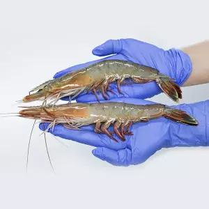 자연산 대하 새우 2kg (kg당25-35미내외/급냉)