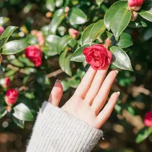 카멜리아힐(26.01.01~26.12.31)