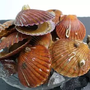 통통한 고성 홍가리비 2kg