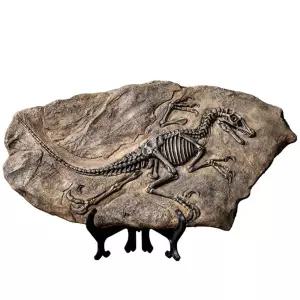 공룡 레트로 이색수집품 익룡 골동품 화석 암모나이트 C형