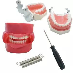 치과 치아 모델 연습 턱 Typodont 헤드 모델 훈련 임플란트 연습 실리콘 마스크 홀더 장식 연구 교육