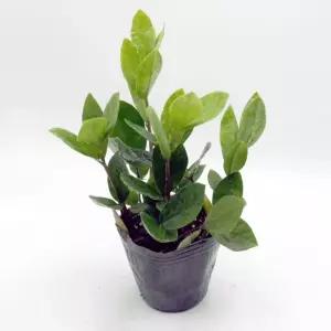 금전수 부귀영화행운 돈나무 공기정화식물 반려식물 인테리어화분 돈나무 공기청정식물 금전수 반려식물