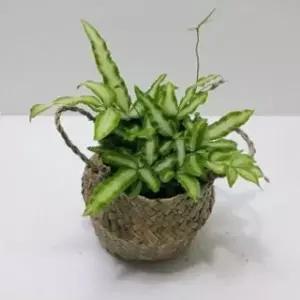 가습식물 고사리 푸테리스 행잉식물 해초바구니
