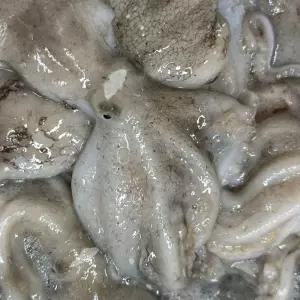 국내산 생물 활쭈꾸미 주꾸미 제철 쭈꾸미 1kg 15미내외