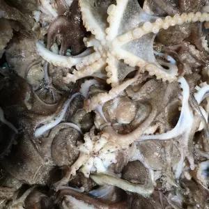 생물 활쭈꾸미 국내산 제철 쭈꾸미 주꾸미 1kg 12미내외