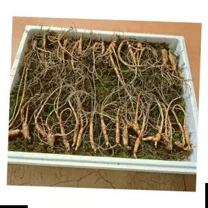 선물세트 산양산삼 장뇌산삼 6년근 파삼 30뿌리전후