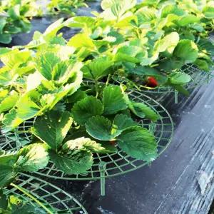 작물 받침대 과일 딸기 채소 거치대 작물받침대 채소거치대 채소받침대