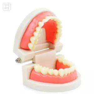 생활용품전문샵 교구용 치아모형 치아미백 임플란트 스케일링