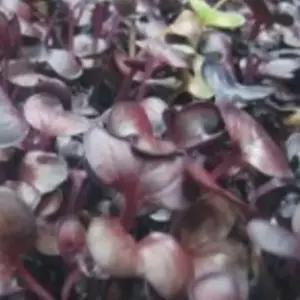 새싹채소 씨앗 야채 홍염무새싹재배 채소종자판매 야채씨앗구매 (WFJ7CWG)