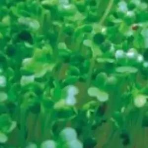 새싹브로콜리씨앗 새싹용 채소씨앗 새싹재배씨앗 브로콜리재배용 (WFJ7CWA)