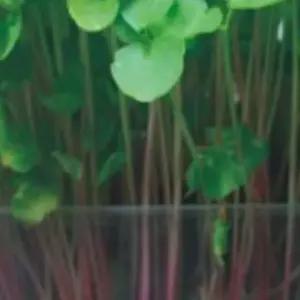 새싹채소씨앗 새싹메밀 야채종자 새싹채소재배 메밀씨앗키우기 (WFJ7CW9)