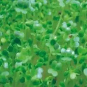 비타민채씨앗 새싹전용 야채종자 새싹비타민채씨앗 채소야채종자 (WFJ7CWB)