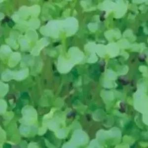 새싹채소씨앗 청경채 야채종자 새싹용품종 300g청경채종자 (WFJ7CWD)