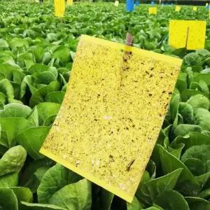 20x25 10개 양면 초파리트랩 끈끈이 퇴치법 퇴치제 벌 개미없애기 집안날파리