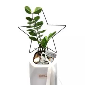 아이비 호야 덩굴 넝쿨 식물 화분 원형 하트 별 모양 리스 줄기 지지대 틀 키우기 반려 귀여운 인테리어 스