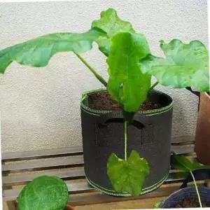 부직포 2p세트 텃밭 베란다 모종 대형 상추화분